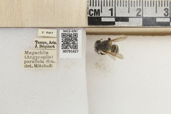 Media type: image;   Entomology 791627 Aspect: Labels